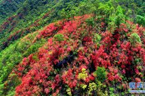 大别山映山红_360资讯搜索