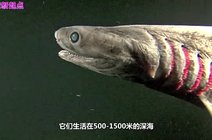 深海未知巨型恐怖生物: 皱鳃鲨,凶猛起来连鲨鱼都吃!