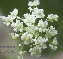 1902命名者及年代葛缕子种葛缕子属属葛缕子亚族亚族阿米芹族族芹