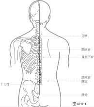 身体穴位,别名鬼眼,在腰部,当第4腰椎棘突下,旁开约3