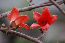 木棉花图册长约9cm,外弯,边缘内卷,两面均被星状柔毛;雄蕊多数,合生成