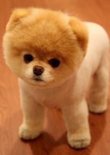 博美犬