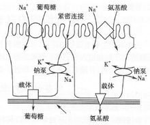 主动转运