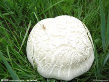 白花脸蘑菇