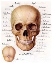 颅骨(skull)共23块(也有说29块:包括了3对听小骨).