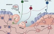 组织胺