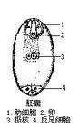 种子植物的雌配子体,由胚囊细胞分裂形成,具有多种类型.