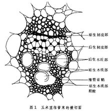 维管束