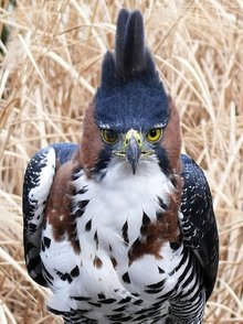 饰冠鹰雕