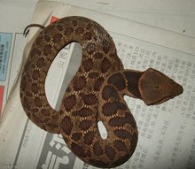 67《诗经,反鼻《经典释文,土虺蛇《普济方,折叠异名