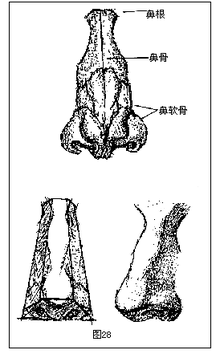 鼻根