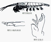 南极磷虾