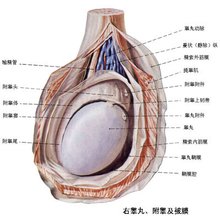 附睾结核