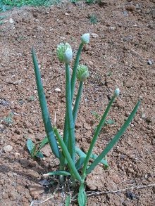 葱食用蔬菜