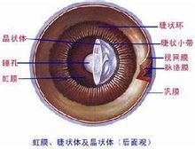 睫状体