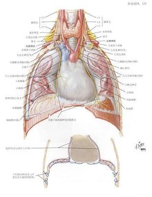 继而沿着该肌前面下降至肌的内侧,左侧沿锁骨下动脉下行至主动脉弓