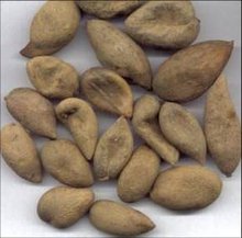 生产栲胶的植物有:落叶松树皮,杨梅树皮,木麻黄树皮,榭树皮,化香果等