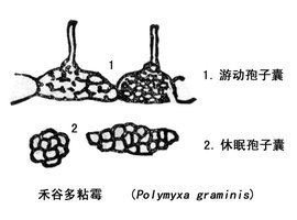 根肿菌纲