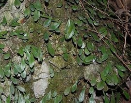 抱石莲(植物)