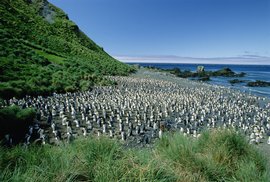 麦夸里岛