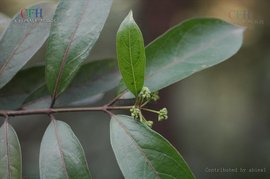 紫珠叶巴戟