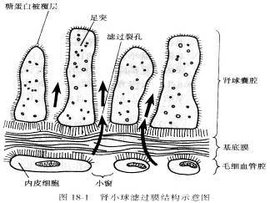 滤过屏障