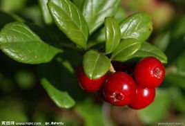 植物)红果越桔(学名:vaccinium koreanum nakai)是杜鹃花科越橘属植物