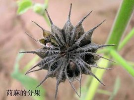 分果
