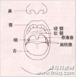 硬腭