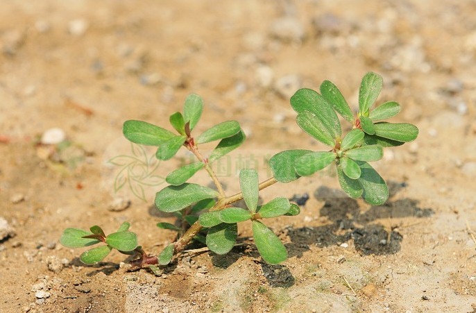 马齿苋为浅根系植物,生长期间经常追施一点氮肥,其茎叶