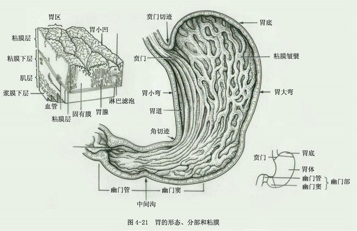 肠胃疾病