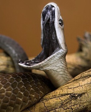 黑曼巴蛇