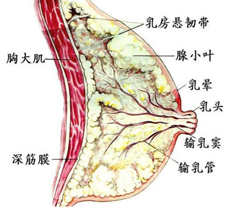 乳腺增生