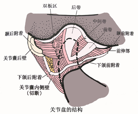 关节盘人体解剖学名词