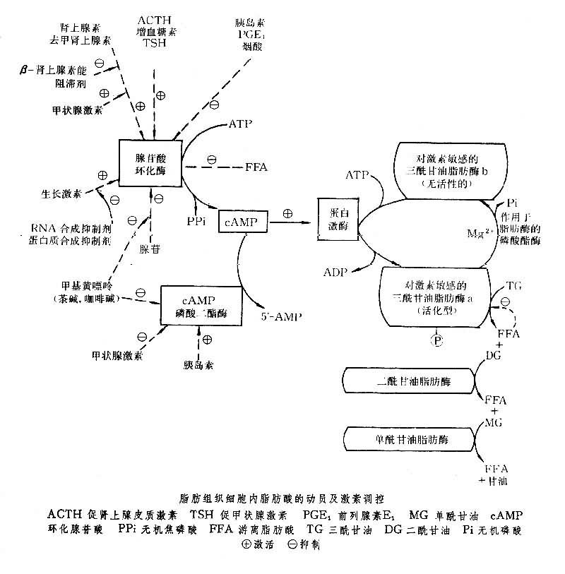 脂肪代谢