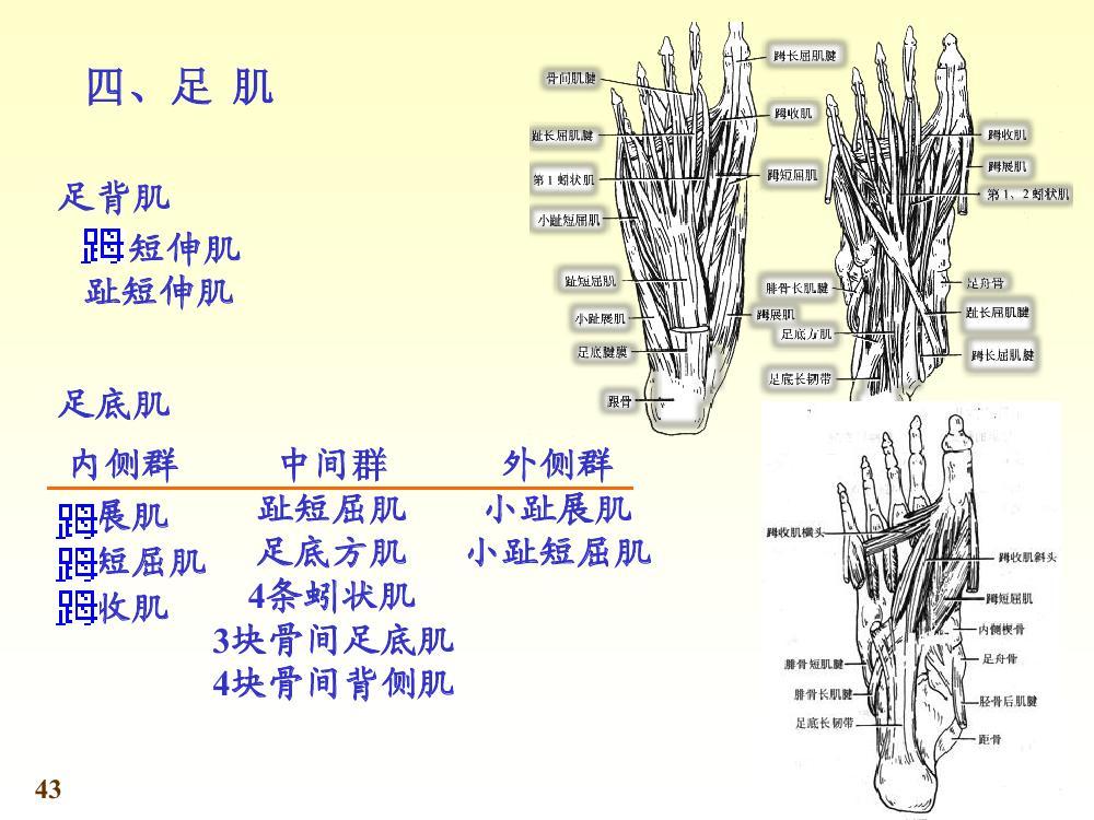 包括伸踇趾的踇短伸肌和伸第2~5趾的趾短伸肌,位于趾长伸肌腱深面