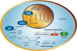 Rna