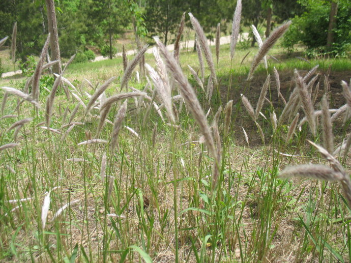 本植物的叶(茅草叶),初生花序(白茅针),花穗(白茅花)亦供药用,各详专