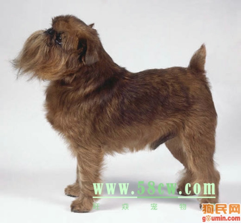 布鲁塞尔格里芬犬