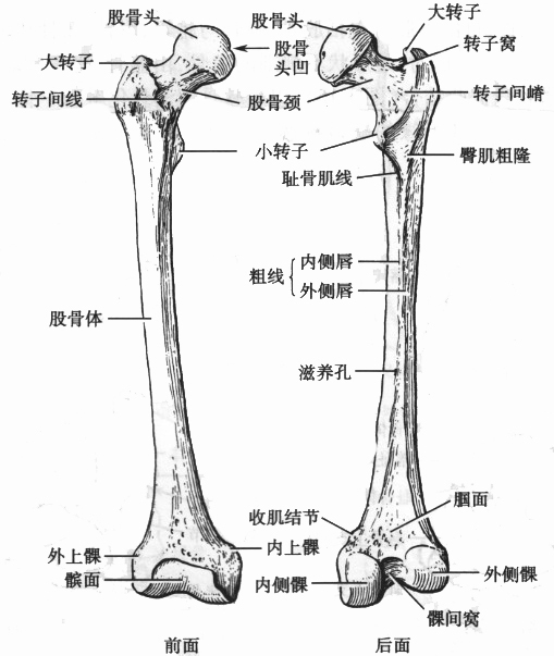 股骨(femur)为人体最粗大的长骨,其长度约为身高的1/4.