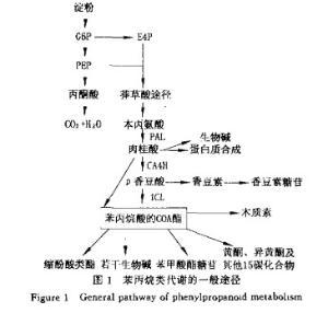 丙氨酸