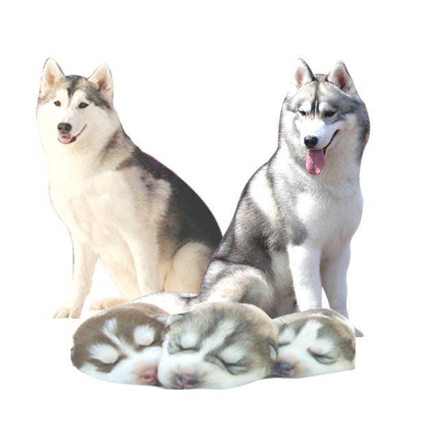 白狼