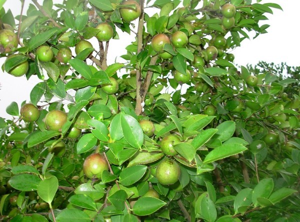 油茶树