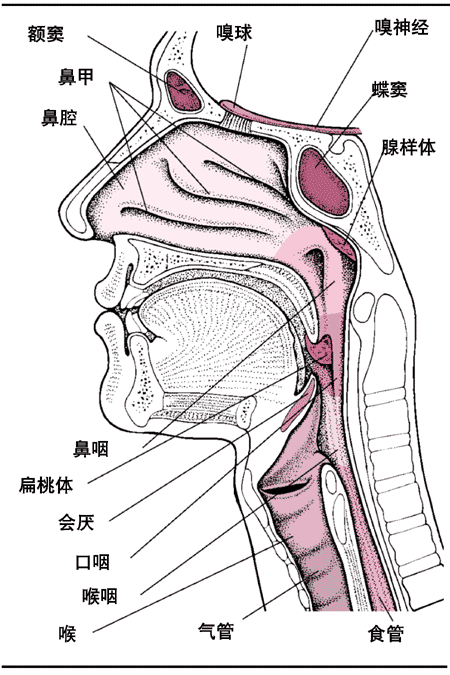 会厌