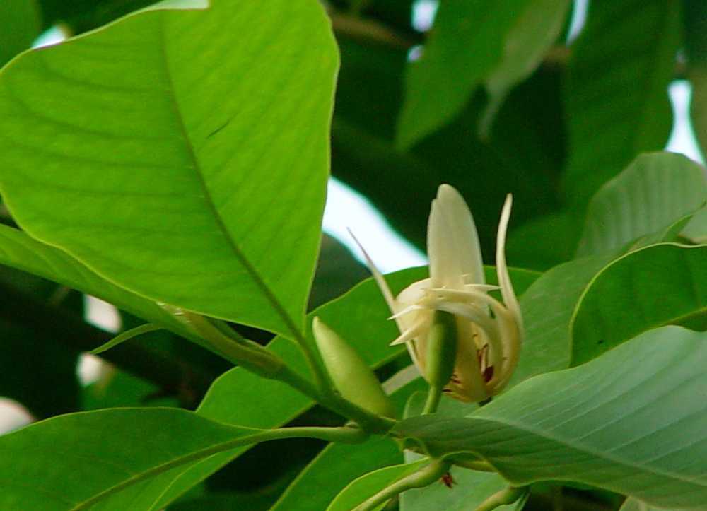 黄桷兰 - 木兰科植物