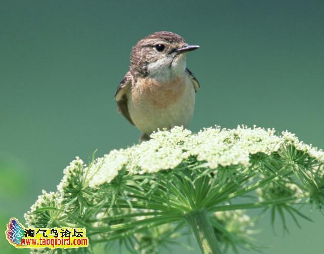 百灵鸟草原的代表性鸟类
