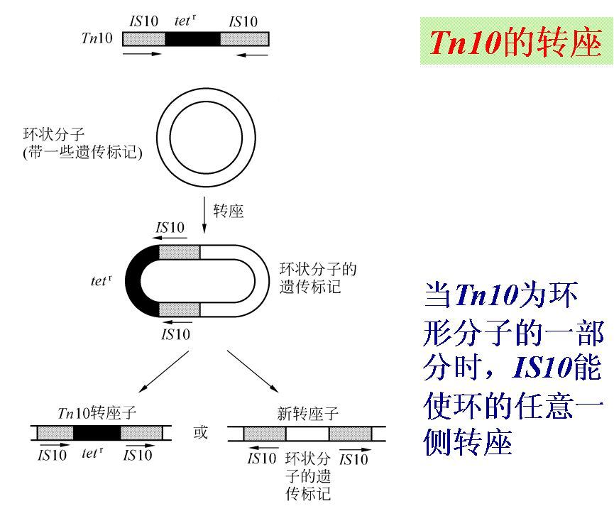 巴巴拉·麦克林托克