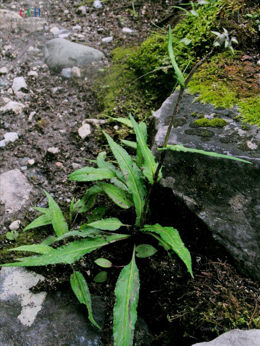 风尾草(鸡爪草属植物)_360百科