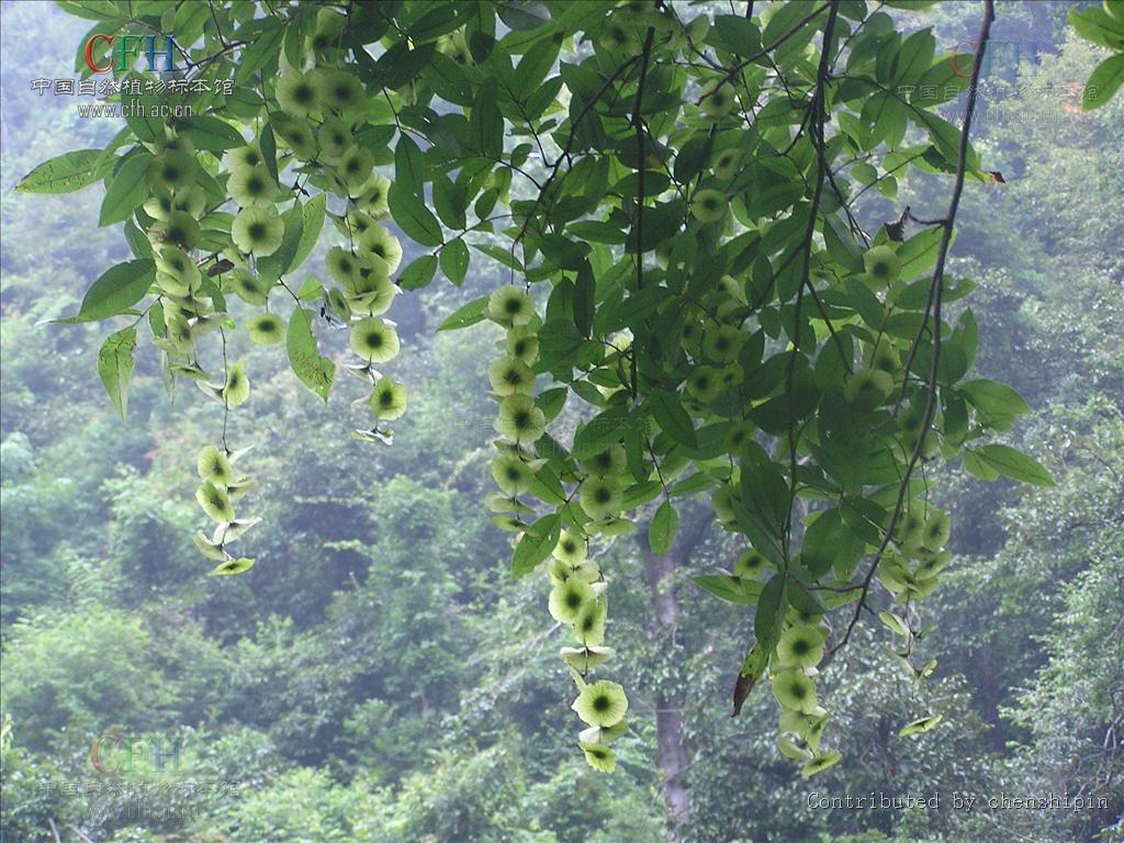 雄葇荑花序2~4成束;雌葇荑花序单一顶生.