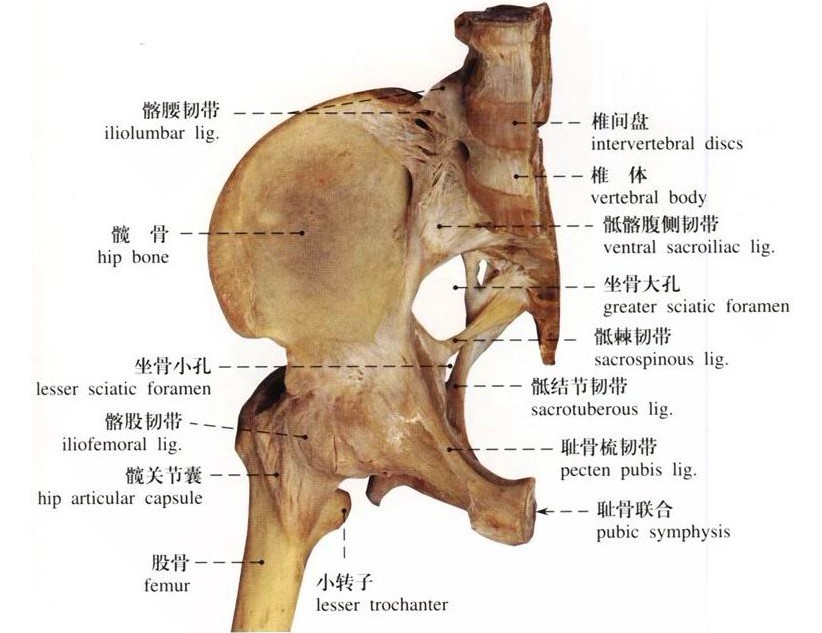 髋关节滑膜炎